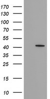 FAM164A Antibody in Western Blot (WB)