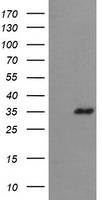 FAM164A Antibody in Western Blot (WB)
