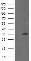 FAM164A Antibody in Western Blot (WB)