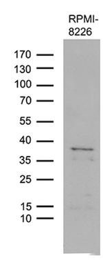 FAM170A Antibody in Western Blot (WB)