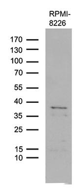 FAM170A Antibody in Western Blot (WB)