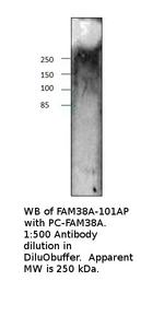 FAM38A Polyclonal Antibody