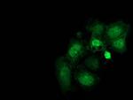 FAM40A Antibody in Immunocytochemistry (ICC/IF)