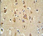 FAM44B Antibody in Immunohistochemistry (IHC)
