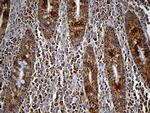 FAM54A Antibody in Immunohistochemistry (Paraffin) (IHC (P))