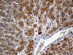FAM54A Antibody in Immunohistochemistry (Paraffin) (IHC (P))