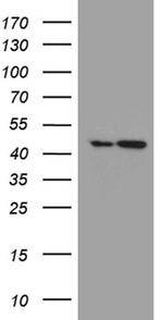 FAM54A Antibody in Western Blot (WB)
