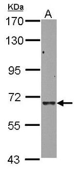 FAM55A Antibody in Western Blot (WB)
