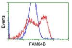 FAM84B Antibody in Flow Cytometry (Flow)