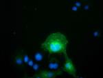 FAM84B Antibody in Immunocytochemistry (ICC/IF)