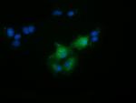 FAM84B Antibody in Immunocytochemistry (ICC/IF)