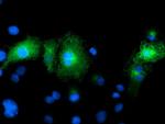 FAM84B Antibody in Immunocytochemistry (ICC/IF)