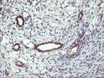 FAM84B Antibody in Immunohistochemistry (Paraffin) (IHC (P))