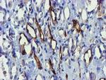 FAM84B Antibody in Immunohistochemistry (Paraffin) (IHC (P))