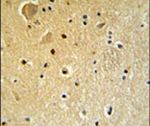 FAM92A1 Antibody in Immunohistochemistry (IHC)