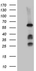 FANCC Antibody in Western Blot (WB)