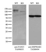 FANCI Antibody in Western Blot (WB)