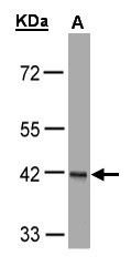 FANCL Antibody in Western Blot (WB)