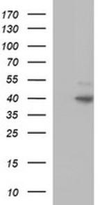 FAS Antibody in Western Blot (WB)