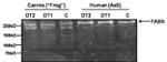 FASN Antibody in Western Blot (WB)