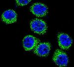 FASN Antibody in Immunocytochemistry (ICC/IF)