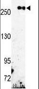 FASN Antibody in Western Blot (WB)