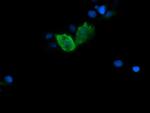 FATE1 Antibody in Immunocytochemistry (ICC/IF)