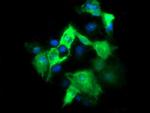 FATE1 Antibody in Immunocytochemistry (ICC/IF)