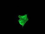 FATE1 Antibody in Immunocytochemistry (ICC/IF)