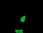 FATE1 Antibody in Immunocytochemistry (ICC/IF)
