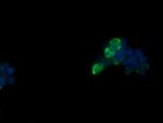 FATE1 Antibody in Immunocytochemistry (ICC/IF)