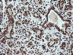 FATE1 Antibody in Immunohistochemistry (Paraffin) (IHC (P))