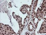 FATE1 Antibody in Immunohistochemistry (Paraffin) (IHC (P))
