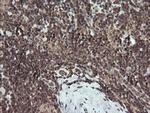 FATE1 Antibody in Immunohistochemistry (Paraffin) (IHC (P))