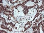 FATE1 Antibody in Immunohistochemistry (Paraffin) (IHC (P))