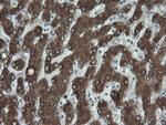 FATE1 Antibody in Immunohistochemistry (Paraffin) (IHC (P))