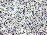 FATE1 Antibody in Immunohistochemistry (Paraffin) (IHC (P))