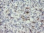 FATE1 Antibody in Immunohistochemistry (Paraffin) (IHC (P))