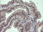 FATE1 Antibody in Immunohistochemistry (Paraffin) (IHC (P))