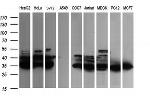 FATE1 Antibody in Western Blot (WB)