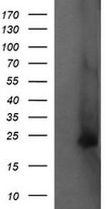 FATE1 Antibody in Western Blot (WB)
