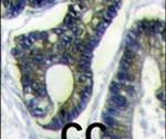 FAU Antibody in Immunohistochemistry (IHC)