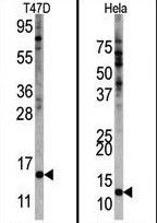 FAU Antibody in Western Blot (WB)