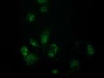 FAm127C Antibody in Immunocytochemistry (ICC/IF)