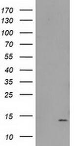 FAm127C Antibody in Western Blot (WB)