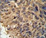 FBXL2 Antibody in Immunohistochemistry (IHC)