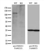 FBXO11 Antibody in Western Blot (WB)