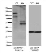 FBXO11 Antibody in Western Blot (WB)