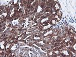 FBXO21 Antibody in Immunohistochemistry (Paraffin) (IHC (P))