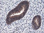 FBXO21 Antibody in Immunohistochemistry (Paraffin) (IHC (P))